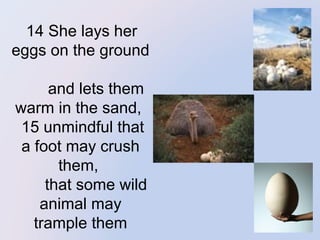 14 She lays her  
eggs on the ground
and lets them
warm in the sand,
15 unmindful that
a foot may crush
them,
that some wild
animal may
trample them

 
