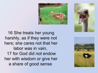 

16 She treats her young
harshly, as if they were not
hers; she cares not that her
labor was in vain,
17 for God did not endow
her with wisdom or give her
a share of good sense.

 