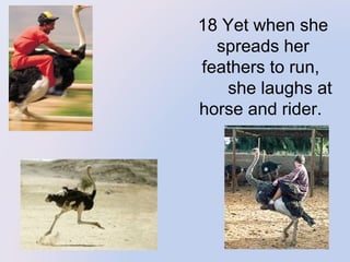  

18 Yet when she
spreads her
feathers to run,
she laughs at
horse and rider.

 