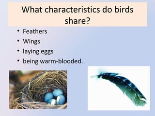 What characteristics do birds
share?
•
•
•
•

Feathers
Wings
laying eggs
being warm-blooded.

 