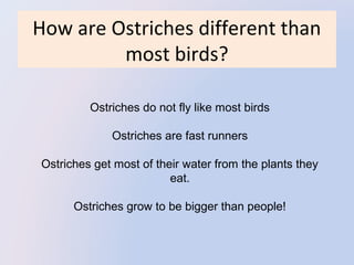 How are Ostriches different than
most birds?
 

 

Ostriches do not fly like most birds
Ostriches are fast runners
Ostriches get most of their water from the plants they 
eat.
Ostriches grow to be bigger than people!

 