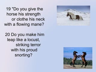 19 "Do you give the 
horse his strength 
       or clothe his neck 
with a flowing mane?
 
 20 Do you make him 
leap like a locust, 
       striking terror 
with his proud 
snorting? 
 

 