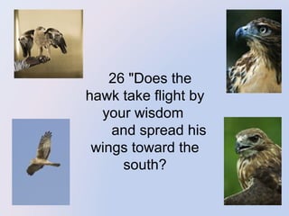    26 "Does the 

hawk take flight by 
your wisdom 
       and spread his 
wings toward the 
south?

 