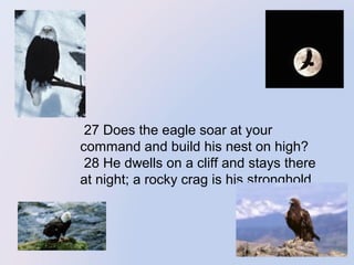  27 Does the eagle soar at your 
command and build his nest on high? 
 28 He dwells on a cliff and stays there 
at night; a rocky crag is his stronghold. 

 