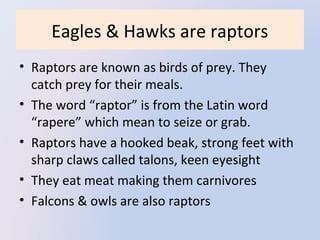 Eagles & Hawks are raptors
• Raptors are known as birds of prey. They
catch prey for their meals.
• The word “raptor” is from the Latin word
“rapere” which mean to seize or grab.
• Raptors have a hooked beak, strong feet with
sharp claws called talons, keen eyesight
• They eat meat making them carnivores
• Falcons & owls are also raptors

 