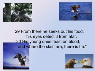  

   29 From there he seeks out his food; 
       his eyes detect it from afar. 
 30 His young ones feast on blood, 
       and where the slain are, there is he."

 