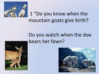 1 "Do you know when the
mountain goats give birth?
Do you watch when the doe
bears her fawn?

 