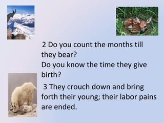 2 Do you count the months till
they bear?
Do you know the time they give
birth?
3 They crouch down and bring
forth their young; their labor pains
are ended.

 