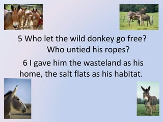 5 Who let the wild donkey go free?
Who untied his ropes?
6 I gave him the wasteland as his
home, the salt flats as his habitat.

 