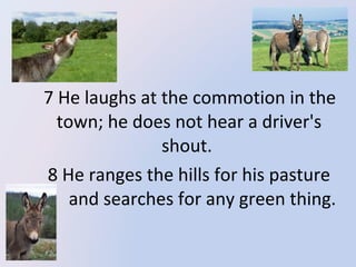 7 He laughs at the commotion in the
town; he does not hear a driver's
shout.
8 He ranges the hills for his pasture
and searches for any green thing.

 