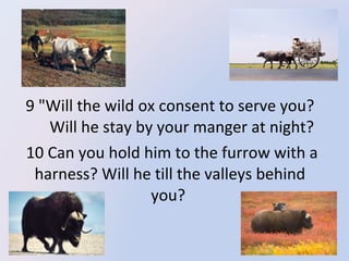  9 "Will the wild ox consent to serve you? 
       Will he stay by your manger at night? 
 10 Can you hold him to the furrow with a 
harness? Will he till the valleys behind 
you? 

 