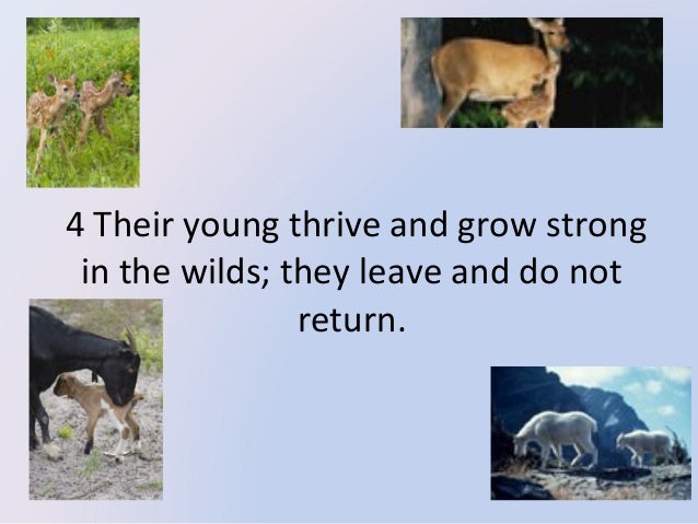 Animal classification based on Job 39