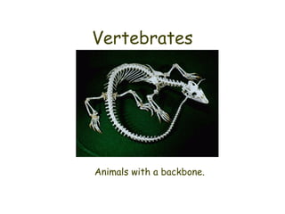 Animal classification powerpoint | PPT