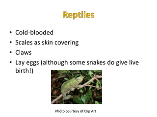 •   Cold-blooded
•   Scales as skin covering
•   Claws
•   Lay eggs (although some snakes do give live
    birth!)




                 Photo courtesy of Clip Art
 