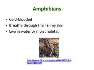 Amphibians
• Cold-blooded
• Breathe through their slimy skin
• Live in water or moist habitat




            http://www.flickr.com/photos/10438912@N
            07/8084268885
 