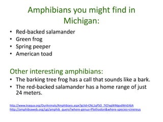 Amphibians you might find in
                   Michigan:
•   Red-backed salamander
•   Green frog
•   Spring peeper
•   American toad

Other interesting amphibians:
• The barking tree frog has a call that sounds like a bark.
• The red-backed salamander has a home range of just
  24 meters.
http://www.tnaqua.org/OurAnimals/Amphibians.aspx?gclid=CNL1qPSO_7ICFegWMgodWnEA6A
http://amphibiaweb.org/cgi/amphib_query?where-genus=Plethodon&where-species=cinereus
 