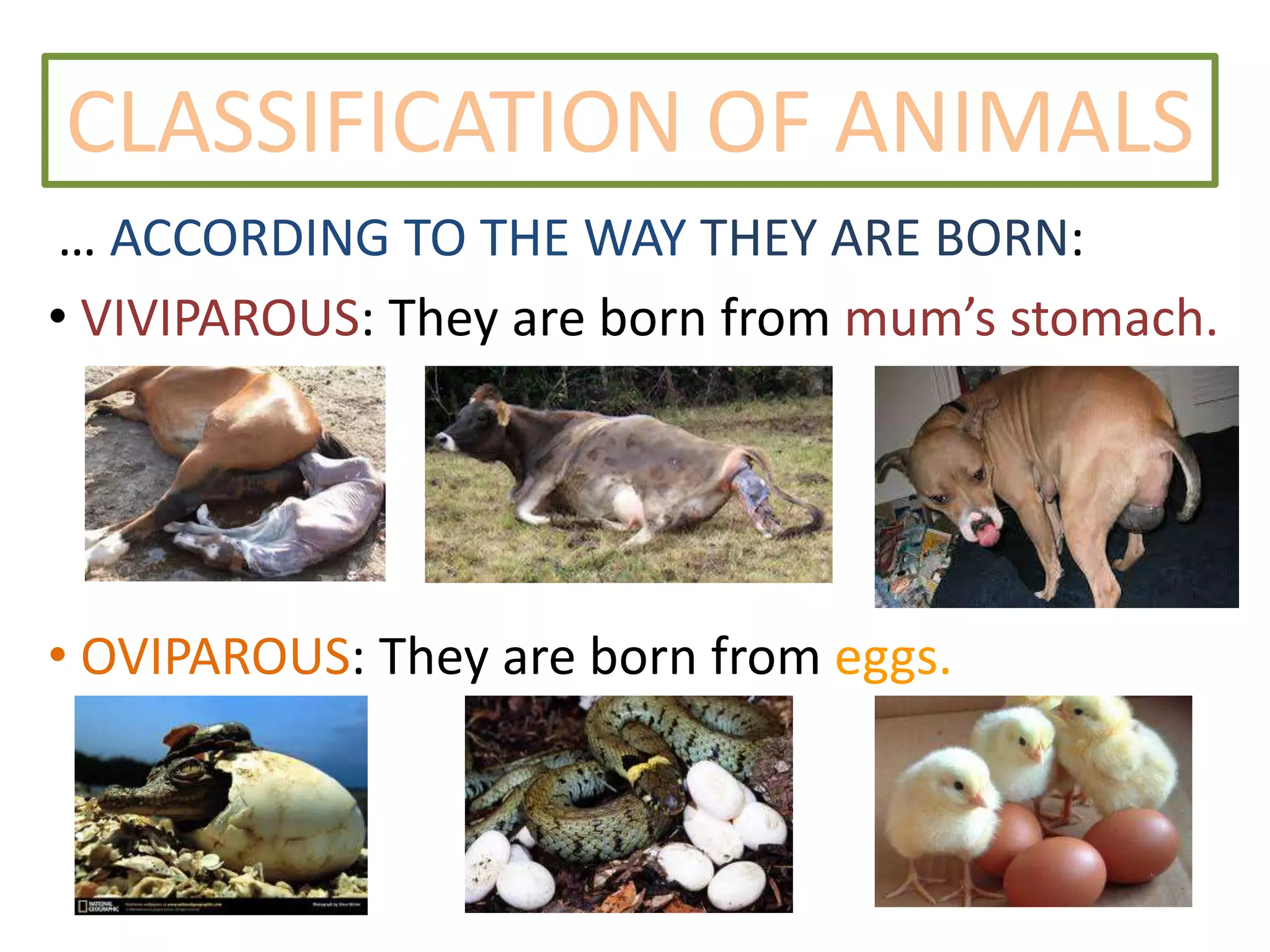 Animal classification y1