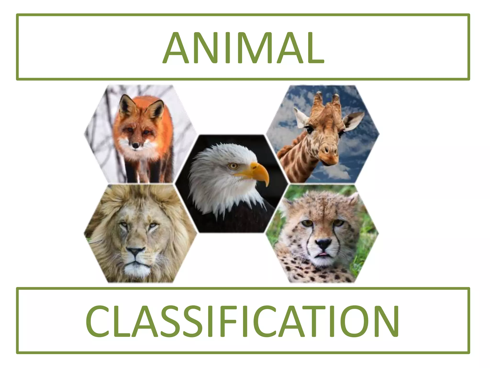 Animal classification y1 | PPTX