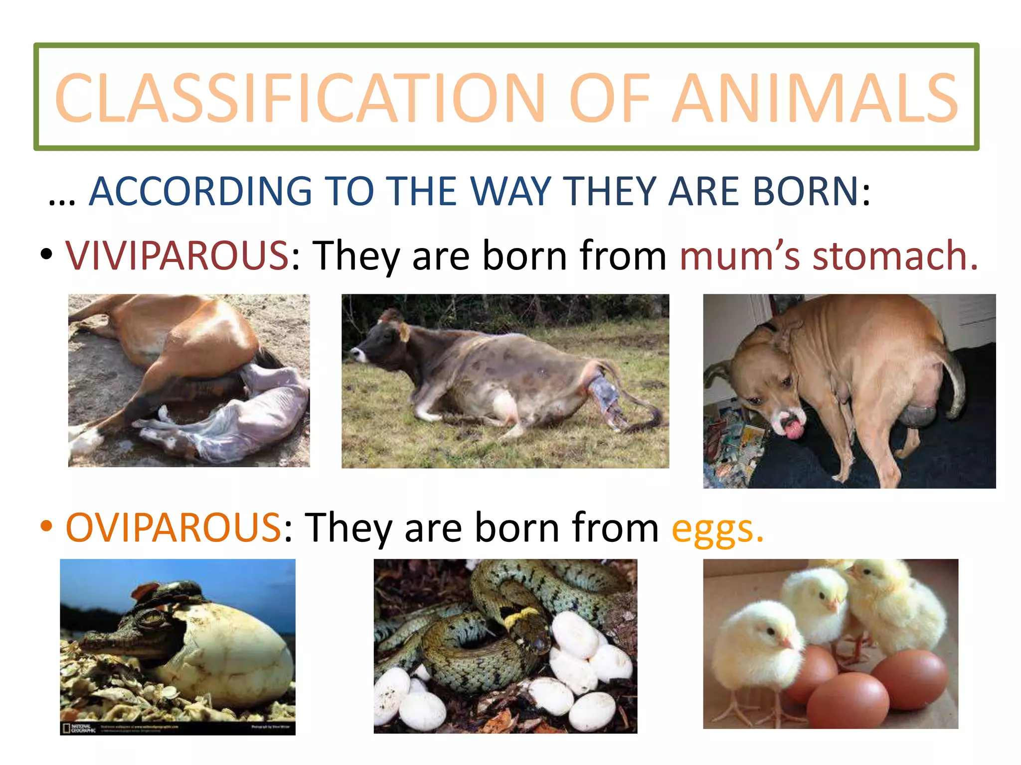CLASSIFICATION OF ANIMALS
… ACCORDING TO THE WAY THEY ARE BORN:
• VIVIPAROUS: They are born from mum’s stomach.
• OVIPAROUS: They are born from eggs.