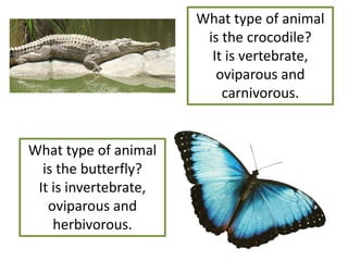 What type of animal
is the crocodile?
It is vertebrate,
oviparous and
carnivorous.
What type of animal
is the butterfly?
It is invertebrate,
oviparous and
herbivorous.
