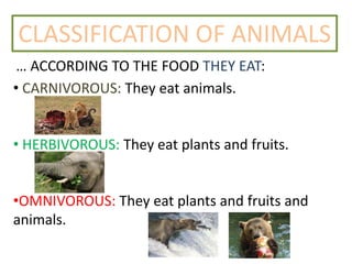 CLASSIFICATION OF ANIMALS
… ACCORDING TO THE FOOD THEY EAT:
• CARNIVOROUS: They eat animals.
• HERBIVOROUS: They eat plants and fruits.
•OMNIVOROUS: They eat plants and fruits and
animals.
 