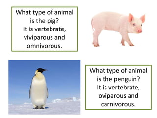 What type of animal
is the pig?
It is vertebrate,
viviparous and
omnivorous.
What type of animal
is the penguin?
It is vertebrate,
oviparous and
carnivorous.
 