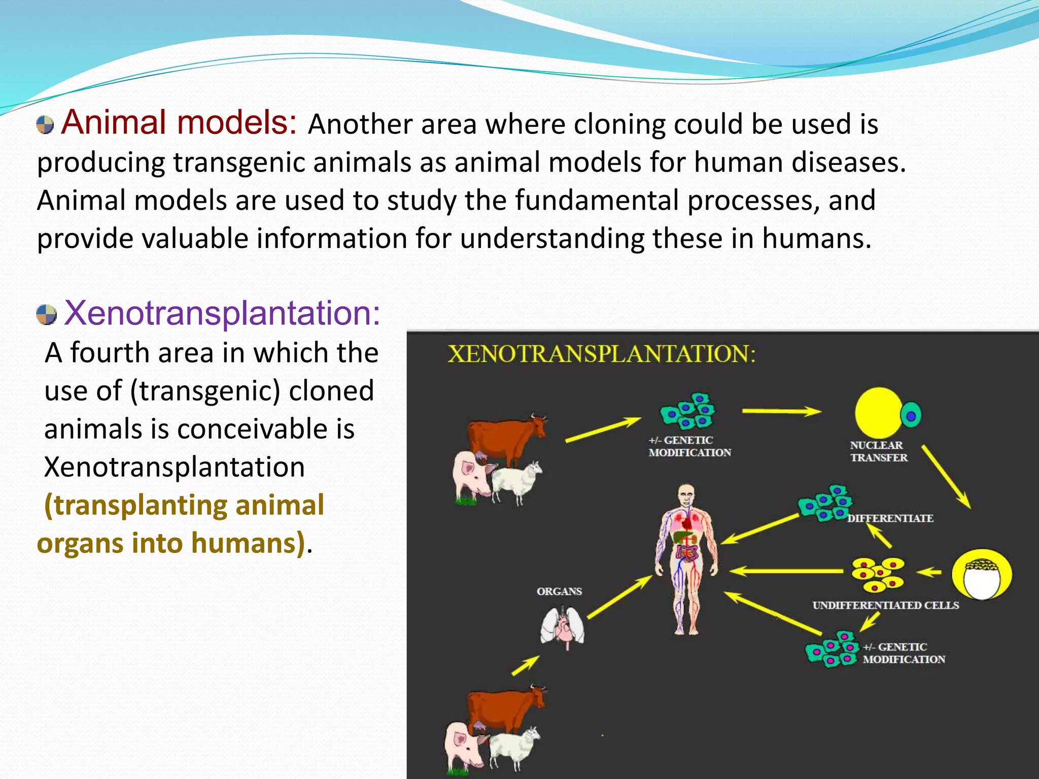 Animal models: Another area where cloning could be used is
producing transgenic animals as animal models for human diseases.
Animal models are used to study the fundamental processes, and
provide valuable information for understanding these in humans.
Xenotransplantation:
A fourth area in which the
use of (transgenic) cloned
animals is conceivable is
Xenotransplantation
(transplanting animal
organs into humans).
 
