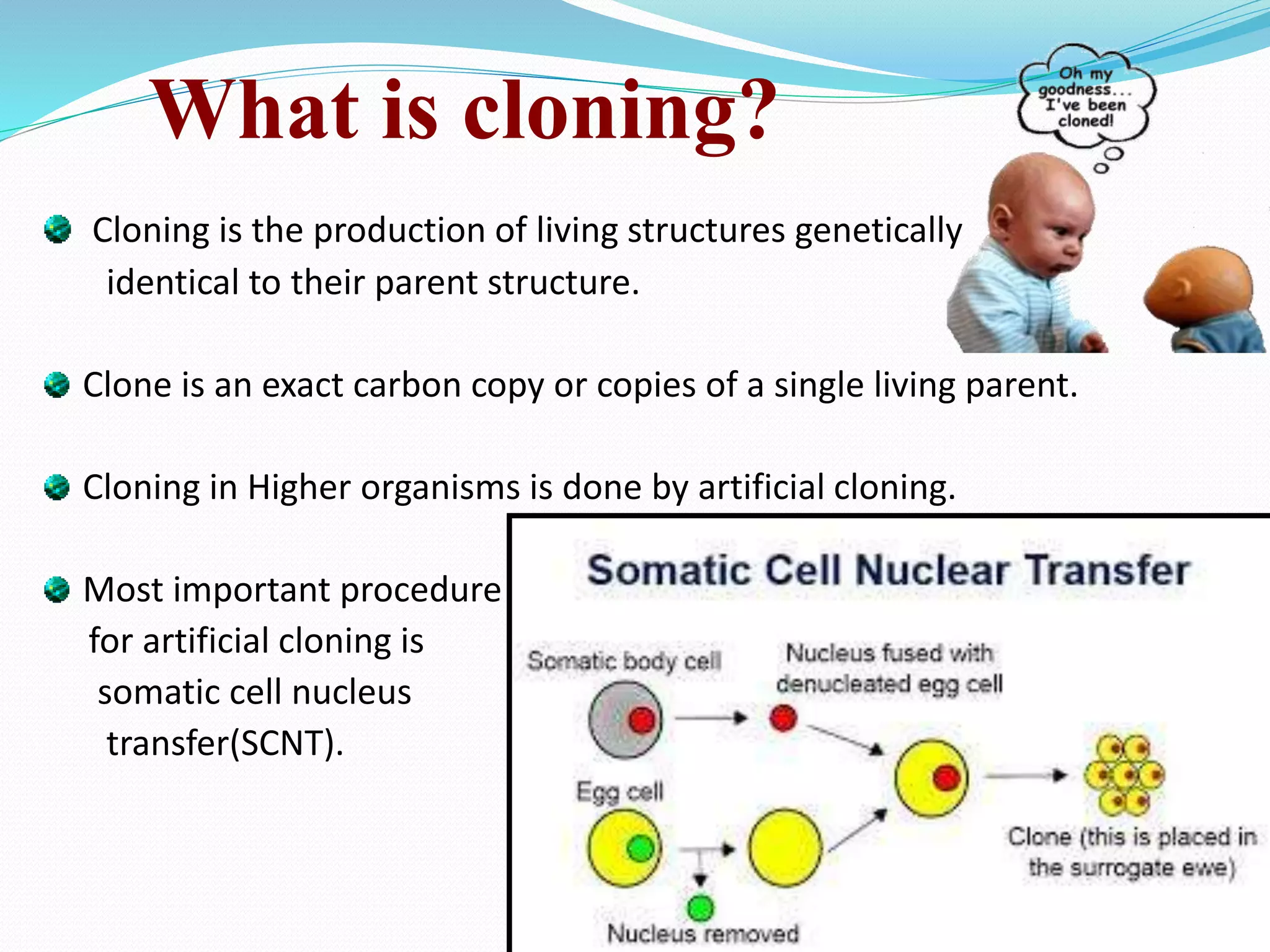 What is cloning?
Cloning is the production of living structures genetically
identical to their parent structure.
Clone is an exact carbon copy or copies of a single living parent.
Cloning in Higher organisms is done by artificial cloning.
Most important procedure
for artificial cloning is
somatic cell nucleus
transfer(SCNT).
 