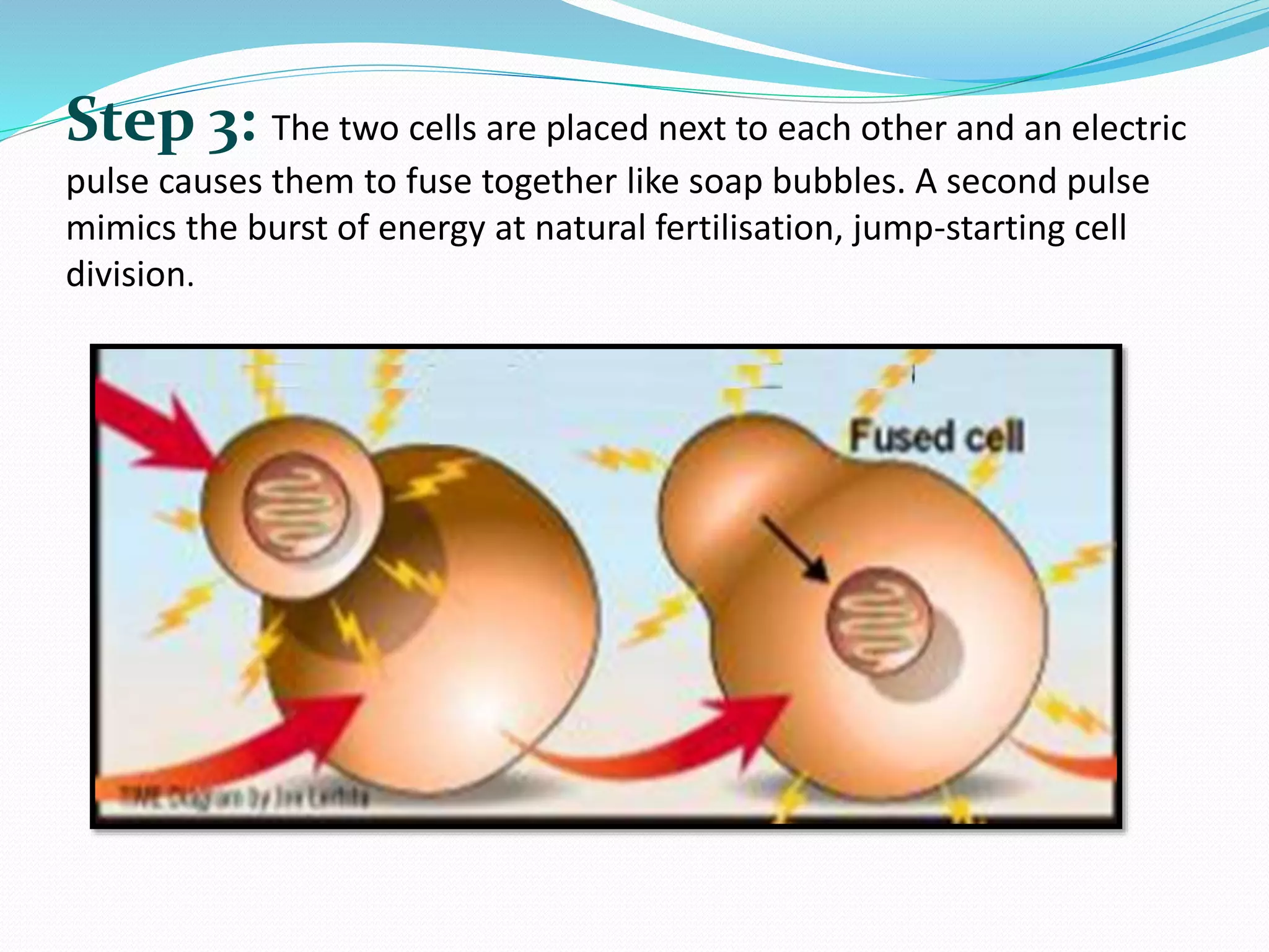 Step 3: The two cells are placed next to each other and an electric
pulse causes them to fuse together like soap bubbles. A second pulse
mimics the burst of energy at natural fertilisation, jump-starting cell
division.
 