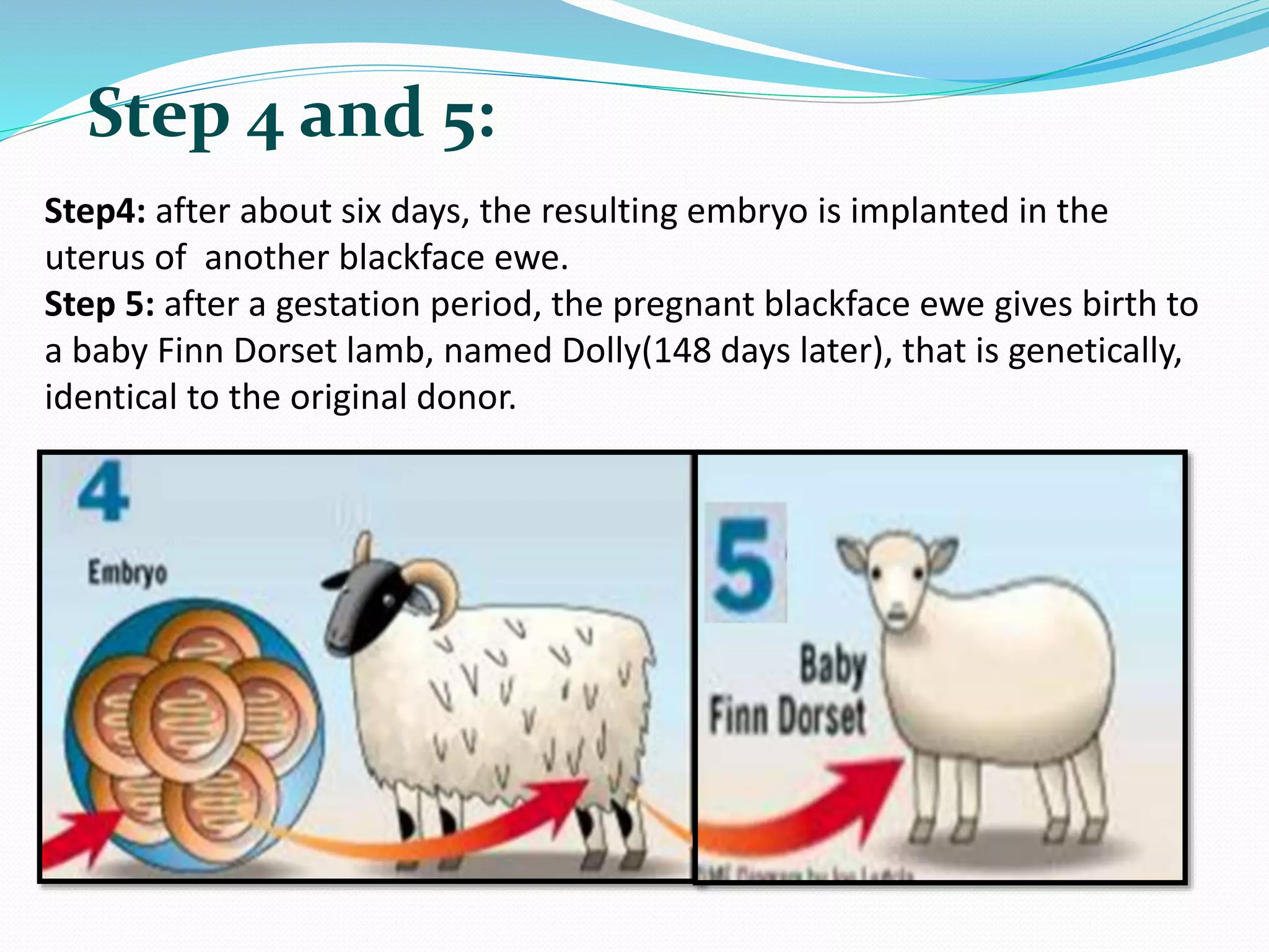 Step 4 and 5:
Step4: after about six days, the resulting embryo is implanted in the
uterus of another blackface ewe.
Step 5: after a gestation period, the pregnant blackface ewe gives birth to
a baby Finn Dorset lamb, named Dolly(148 days later), that is genetically,
identical to the original donor.
 