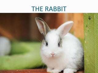 Animal code-group dynamics | PPTX