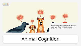 Think Animal Animal Cognition: Insights into Thinking, Behavior, and Interaction | PPTX