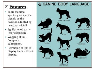 2) Postures
 Some mammal
species give specific
signals by the
position adopted by
head, ears & tail.
 Eg. Flattened ear –
fear/ suspicion
 Wagging of tail –
Complete
submission.
 Retraction of lips to
display teeth - threat
display.
 