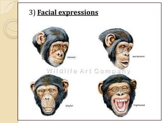 3) Facial expressions
 