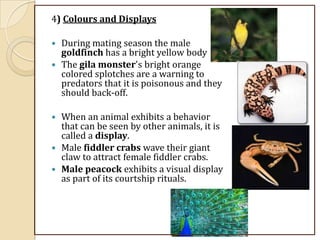 4) Colours and Displays
 During mating season the male
goldfinch has a bright yellow body
 The gila monster's bright orange
colored splotches are a warning to
predators that it is poisonous and they
should back-off.
 When an animal exhibits a behavior
that can be seen by other animals, it is
called a display.
 Male fiddler crabs wave their giant
claw to attract female fiddler crabs.
 Male peacock exhibits a visual display
as part of its courtship rituals.
 