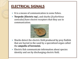 ELECTRICAL SIGNALS
 It is a means of communication in some fishes.
 Torpedo (Electric ray), and sharks (Scyliorhinus
caniculus) have electro receptors that they use in
communication.
 Sharks detect the electric field produced by prey flatfish
that are buried in the sand by a specialized organ called
the ampulla of lorenzini.
 Electric fish communicate information about species
identity and sex by discharging electric field.
 