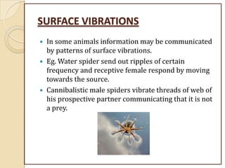 SURFACE VIBRATIONS
 In some animals information may be communicated
by patterns of surface vibrations.
 Eg. Water spider send out ripples of certain
frequency and receptive female respond by moving
towards the source.
 Cannibalistic male spiders vibrate threads of web of
his prospective partner communicating that it is not
a prey.
 