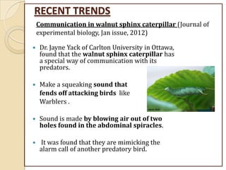 RECENT TRENDS
 Dr. Jayne Yack of Carlton University in Ottawa,
found that the walnut sphinx caterpillar has
a special way of communication with its
predators.
 Make a squeaking sound that
fends off attacking birds like
Warblers .
 Sound is made by blowing air out of two
holes found in the abdominal spiracles.
 It was found that they are mimicking the
alarm call of another predatory bird.
Communication in walnut sphinx caterpillar (Journal of
experimental biology, Jan issue, 2012)
 