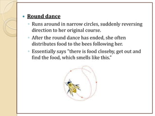  Round dance
◦ Runs around in narrow circles, suddenly reversing
direction to her original course.
◦ After the round dance has ended, she often
distributes food to the bees following her.
◦ Essentially says "there is food closeby, get out and
find the food, which smells like this.”
 