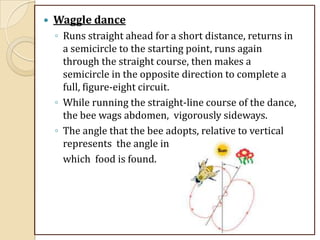  Waggle dance
◦ Runs straight ahead for a short distance, returns in
a semicircle to the starting point, runs again
through the straight course, then makes a
semicircle in the opposite direction to complete a
full, figure-eight circuit.
◦ While running the straight-line course of the dance,
the bee wags abdomen, vigorously sideways.
◦ The angle that the bee adopts, relative to vertical
represents the angle in
which food is found.
 