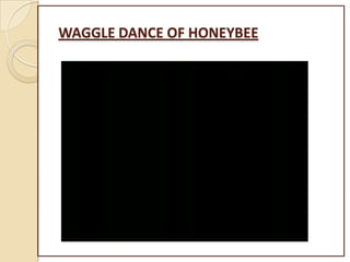 WAGGLE DANCE OF HONEYBEE
 