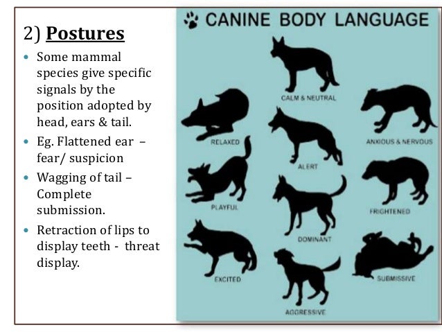 animal communication