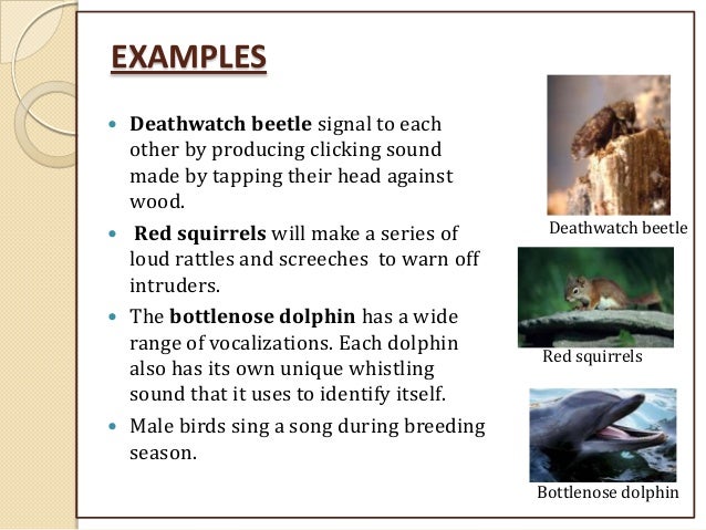 Animal Communication