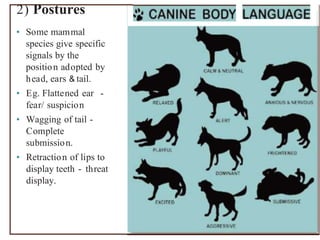 2) Postures
• Some mammal
species give specific
signals by the
position adopted by
head, ears & tail.
• Eg. Flattened ear -
fear/ suspicion
• Wagging of tail -
Complete
submission.
• Retraction of lips to
display teeth - threat
display.
 