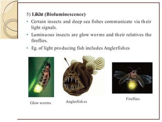 5) LiKht (Bioluminescence)
• Certain insects and deep sea fishes communicate via their
light signals.
• Luminuous insects are glow worms and their relatives the
fireflies.
• Eg. of light pro ducing fish includes Anglerfishes
Glow worms Anglerfish es
Fireflies.
 