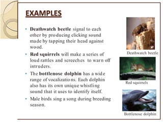 • Deathwatch beetle signal to each
other by pro ducing clicking sound
made by tapping their head against
wood.
• Red squirrels will make a series of
loud rattles and screeches to warn off
intruders.
• The bottlenose dolphin has a wide
range of vocalizatio ns. Each dolphin
also has its own unique whistling
sound that it uses to identify itself.
• Male birds sing a song during breeding
season.
Deathwatch beetle
Red squirrels
Bottlenose dolphin
 