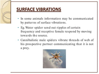 • In some animals information may be communicated
by patter ns of surface vibrations.
• Eg. Water spider send out ripples of certain
frequency and receptive female respond by moving
towards the source.
• Cannibalistic male spiders vibrate threads of web of
his prospective partner communicating that it is not
a prey.
 