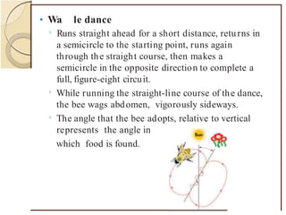 • Wa le dance
0
Runs straight ahead for a short distance, returns in
a semicircle to the starting point, runs again
through the straight course, then makes a
semicircle in the opposite direction to complete a
full, figure-eight circuit.
While running the straight-line course of the dance,
the bee wags abdomen, vigorously sideways.
The angle that the bee adopts, relative to vertical
represents the angle in
which food is found.
0
0
 
