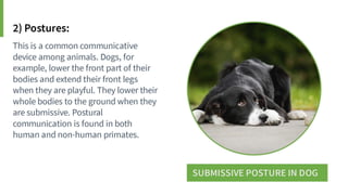 Animal Communication- Auditory and Visual.pptx