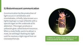 Animal Communication- Auditory and Visual.pptx